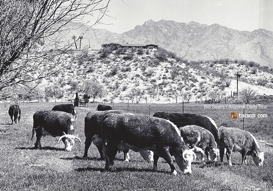 1964 Tucson home photos: Herefords are pride of ranch